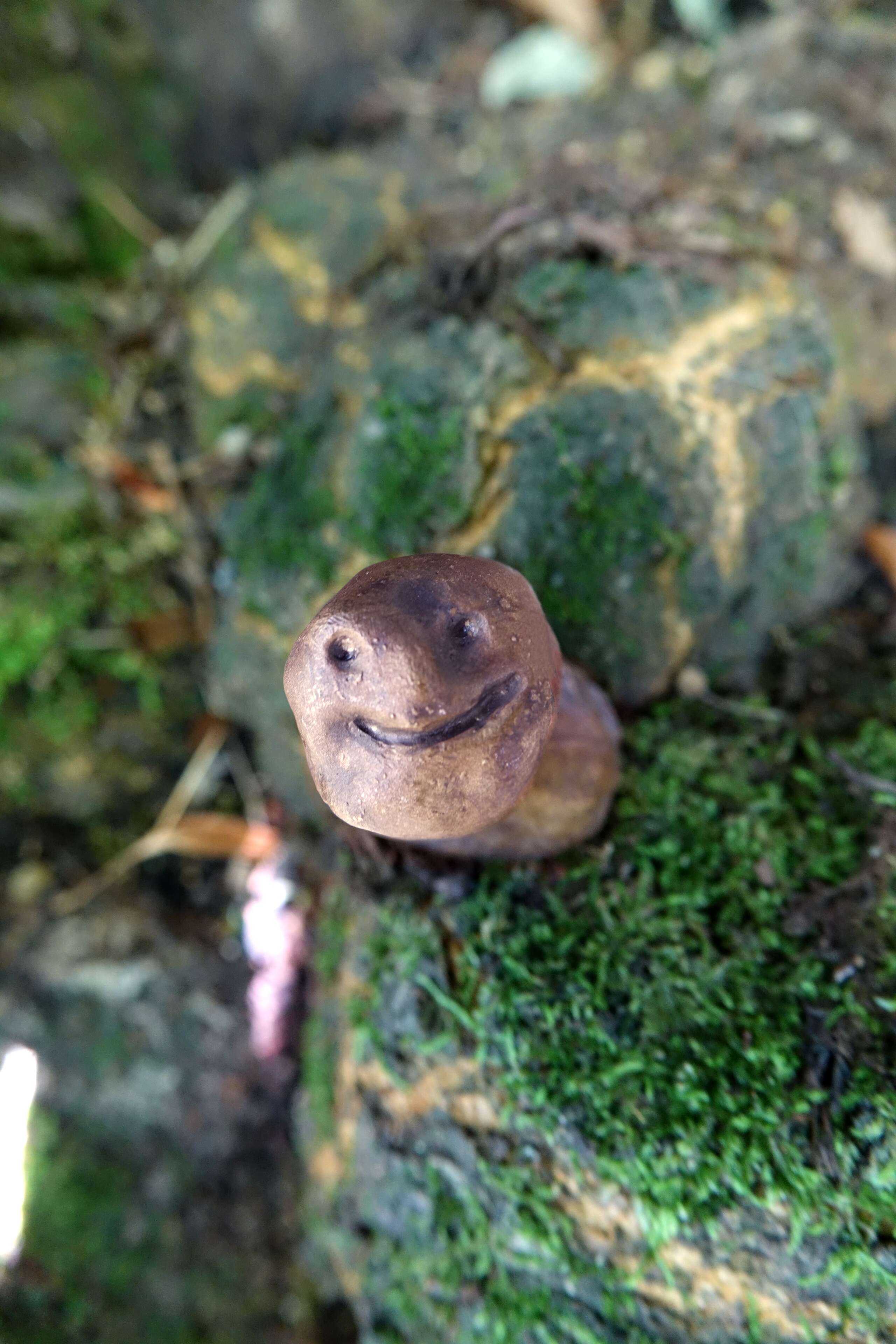ensoie bronze knob