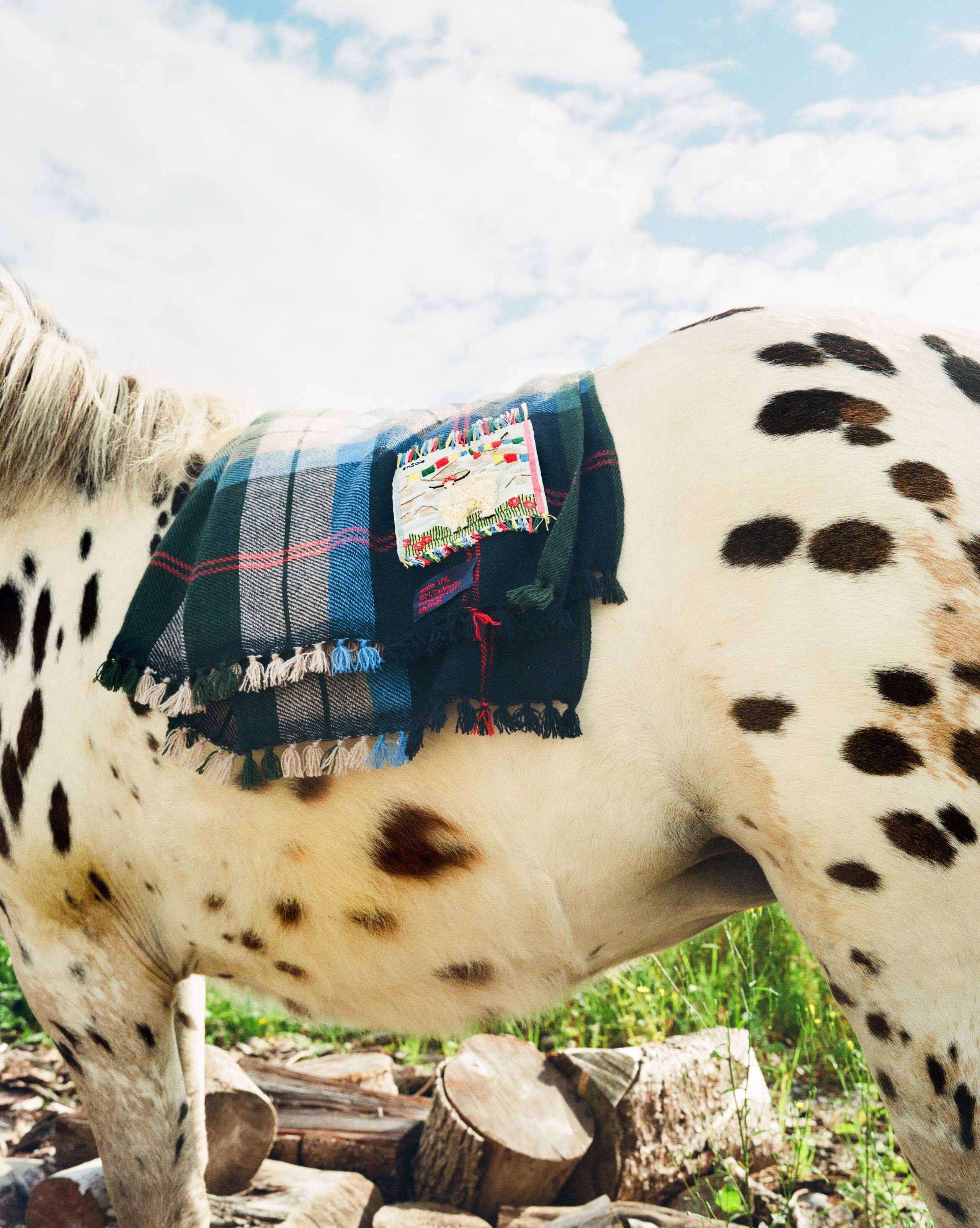 Picture of a horse with a cashmere blanket on its back.