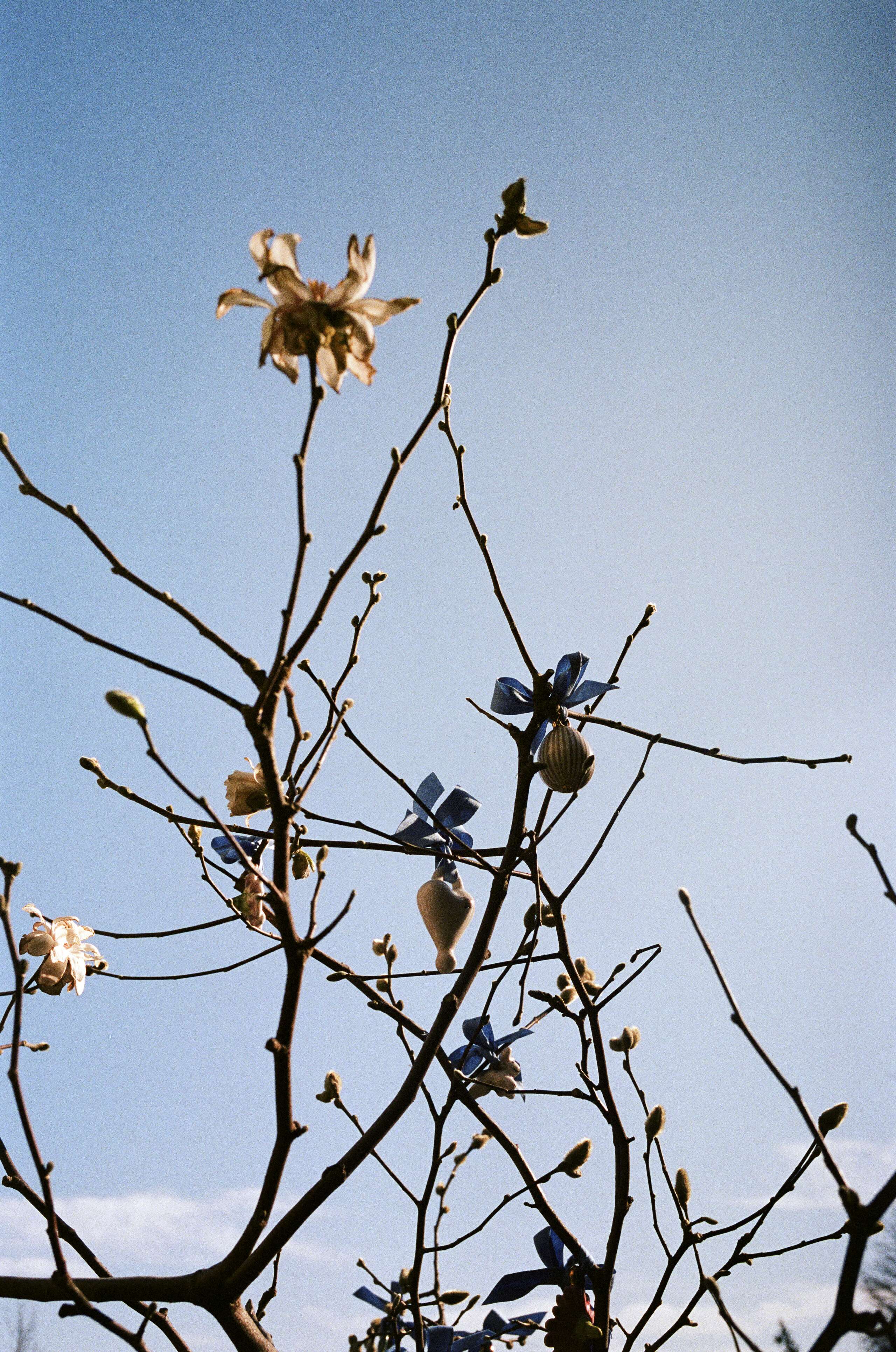 Picture of a tree beautifully decorated for spring